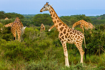 Rothshild Giraffe