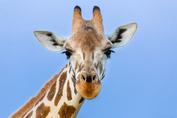 Naklejka premium Rothshild Giraffe