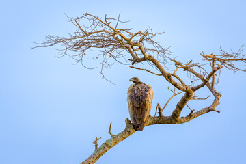 White Backed Vulture