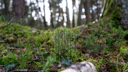 Smal green plants in the forest