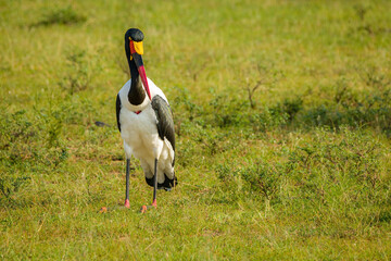 saddle billed stork