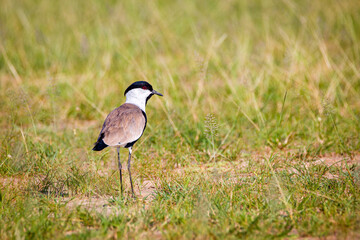 Spurwinged Lapwing