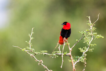Red Bishop