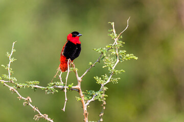 Red Bishop