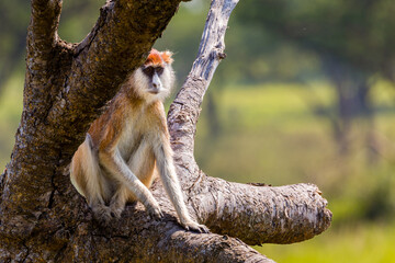 Patas Monkey