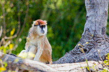 Patas Monkey