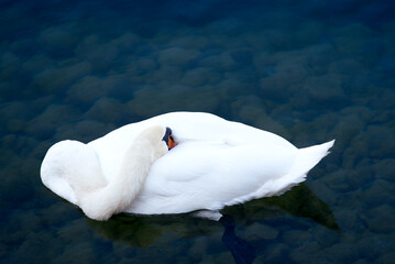 White swan sleeping on Limmat River at City of Zürich on a sunny late summer morning. Photo taken...