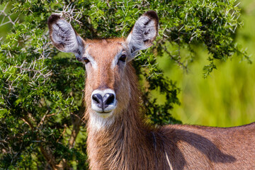 waterbuck