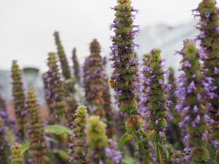 skullcap purple flower scient. name Scutellaria suffrutescens