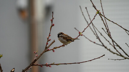 Sparrow on a branch
