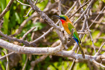 Red-Throated Bee Eater