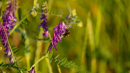 One bee collects nectar and pollen on purple flowers