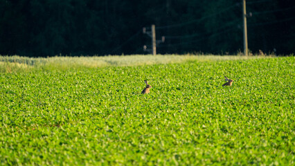 rabbits in the green field