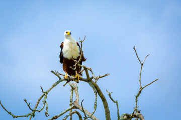 African Fish Eagle