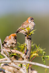 Speckeld Fronted Weaver
