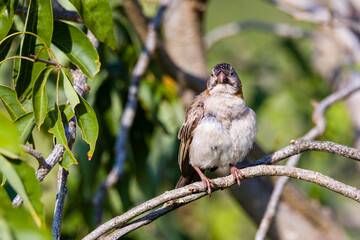 Speckeld Fronted Weaver