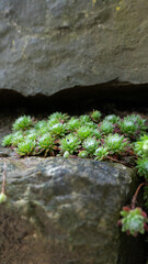 green plants on a rock
