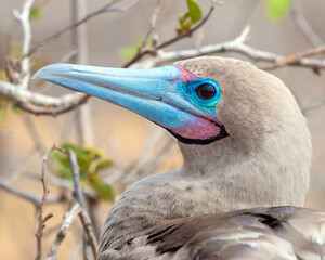 Portrait of a Red Footed Booby (Sula Sula) by Punta Pitt, San Cristobal island, Galapagos national...