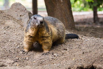 Alpine marmot on the ground in summer