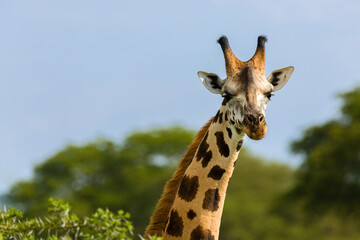 giraffe in the wild