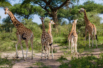 giraffe in the savannah