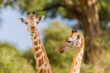 giraffe eating grass