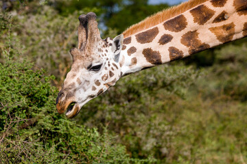 giraffe eating grass