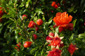 Obraz premium pomegranate (Punica granatum) in Flower with young fruit beginning to develop