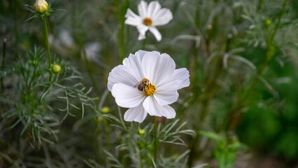 Bee on a white flower