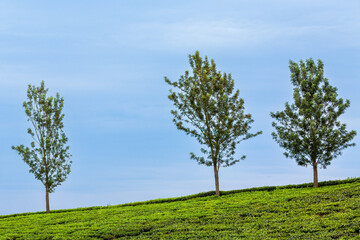 Fototapeta na wymiar tree on the hill