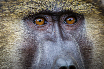 Baboon