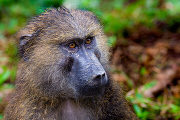 Baboon