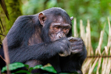 Chimpanzee