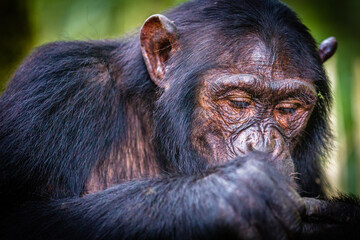 Chimpanzee