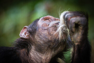 Chimpanzee