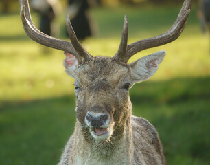 Wild Fallow Deer, dama dama, in Phoenix Park, Dublin.