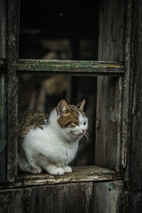 gagra city republic of abkhazia