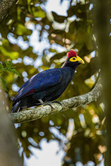 Ross' Turaco