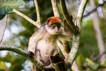 Red Colobus Monkey