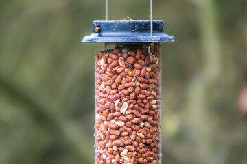 A bird feeder full of nuts isolated against woodland trees