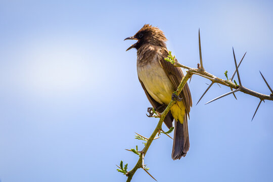 Bülbül Bilder Durchsuchen 293 Archivfotos, und Videos