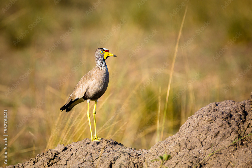 Wall mural African Wattled Lapwing