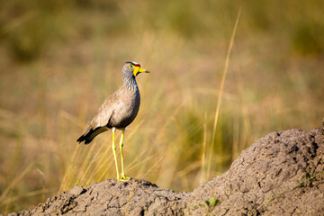 African Wattled Lapwing