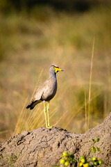 African Wattled Lapwing