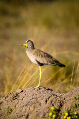 African Wattled Lapwing