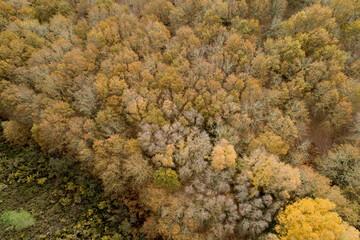 Fototapeta na wymiar aerial view of an autochthonous forest in Galicia, Spain.