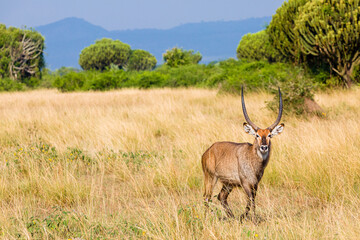 Waterbuck