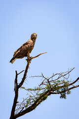 Brown Snake Eagle,