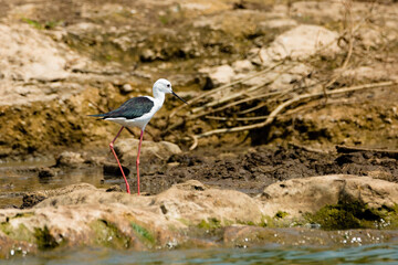 Black Winged Stilt