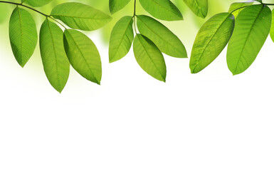 Common walnut leaves ( Juglans regia )  isolated on transparent background, PNG.